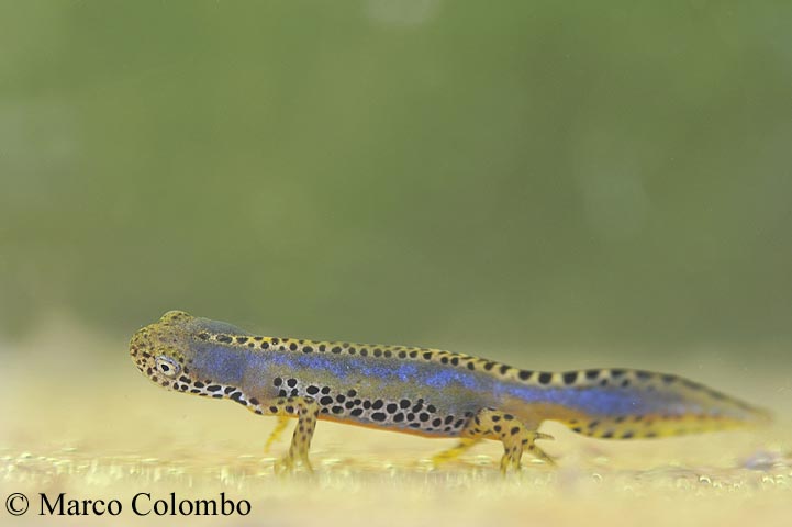 Ichthyosaura alpestris apuana e ossigenazione acqua